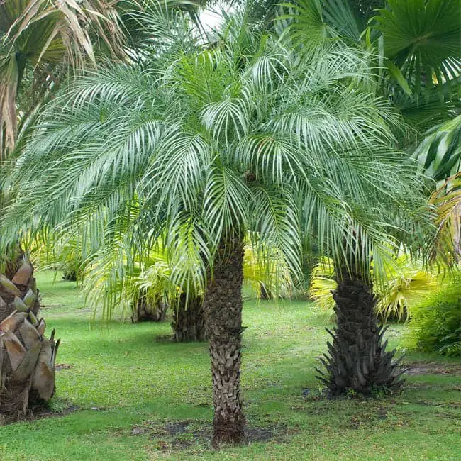 Pygmy Date Palms (Phoenix roebelenii).