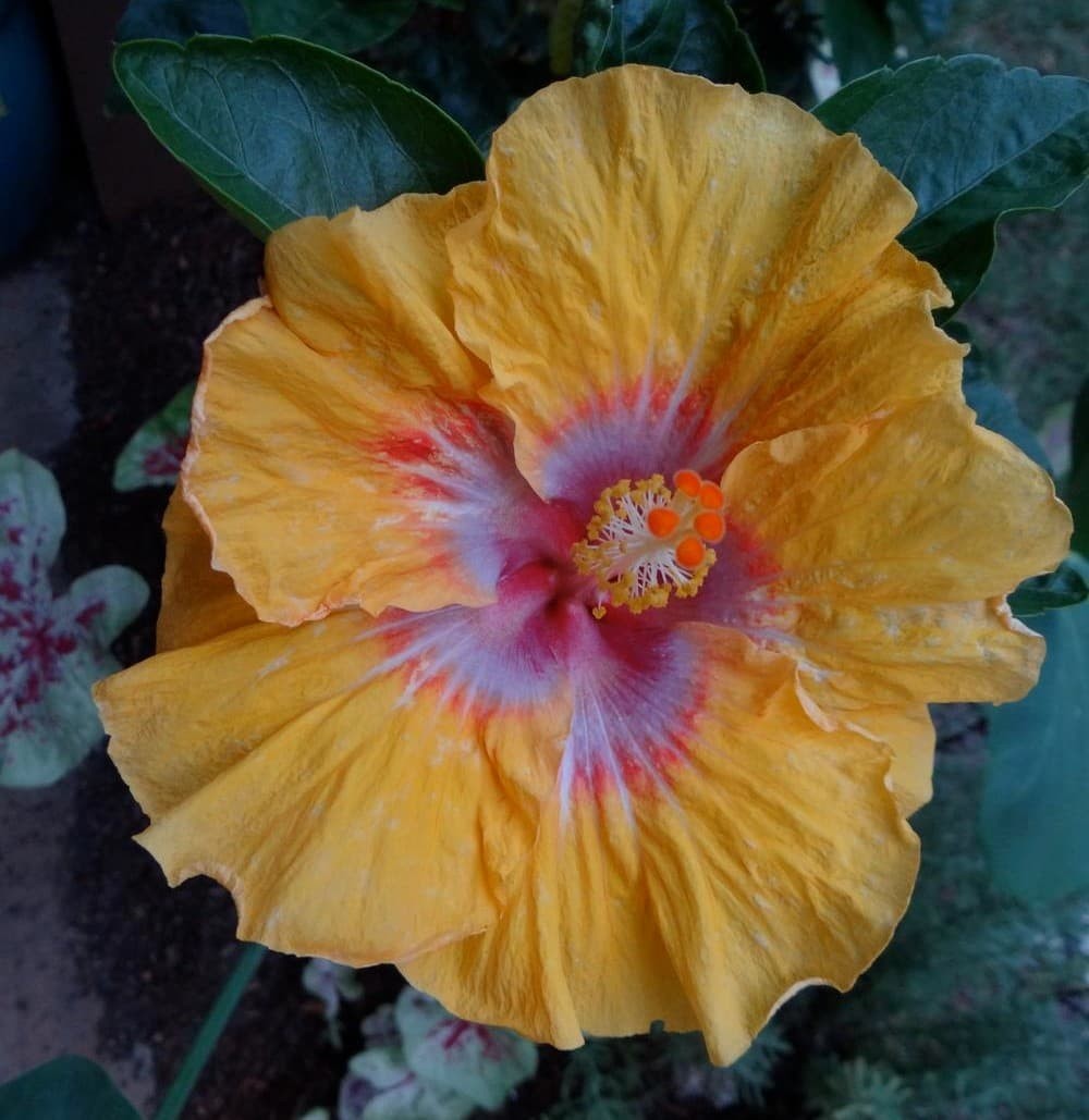 Hibiscus rosa-sinensis ‘Eye of Kali’ (Hibiscus ‘Eye of Kali’)