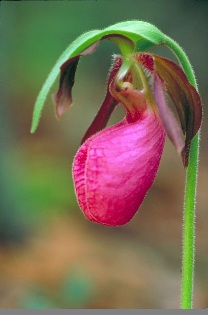 Pink Lady’s Slipper (Cypripedium Orchid)