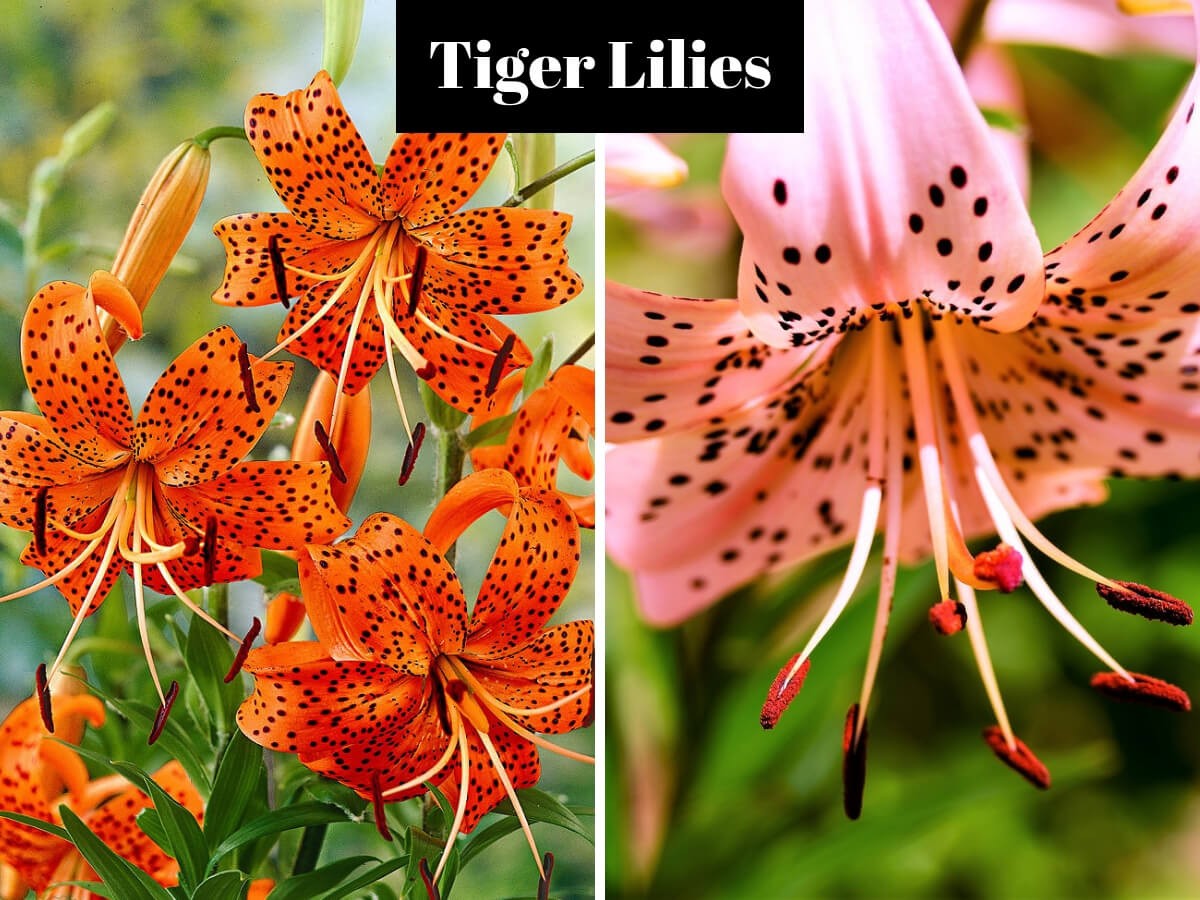 #2. Tiger Lilies