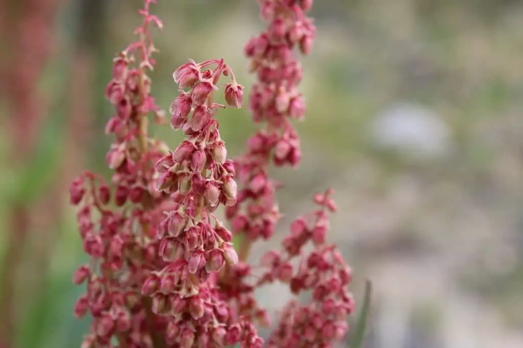 Canaigre Dock (Rumex hymenosepalus).