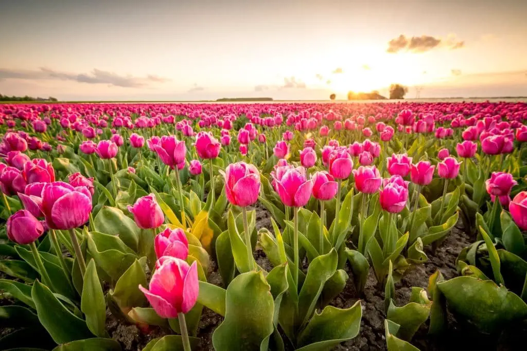 Tulips