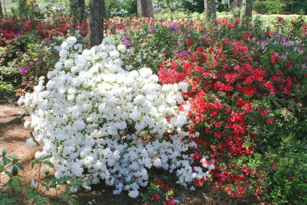 Snow Azalea (Rhododendron ‘Snow’)