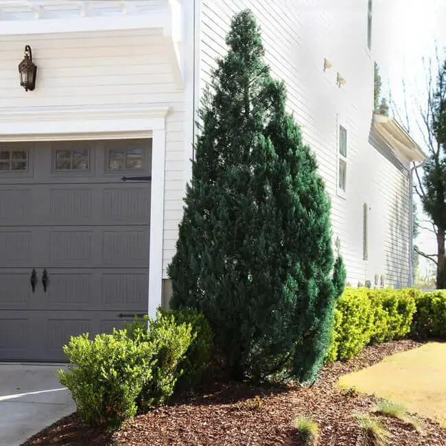 Blue Point Juniper (Juniperus chinensis ‘Blue Point’)