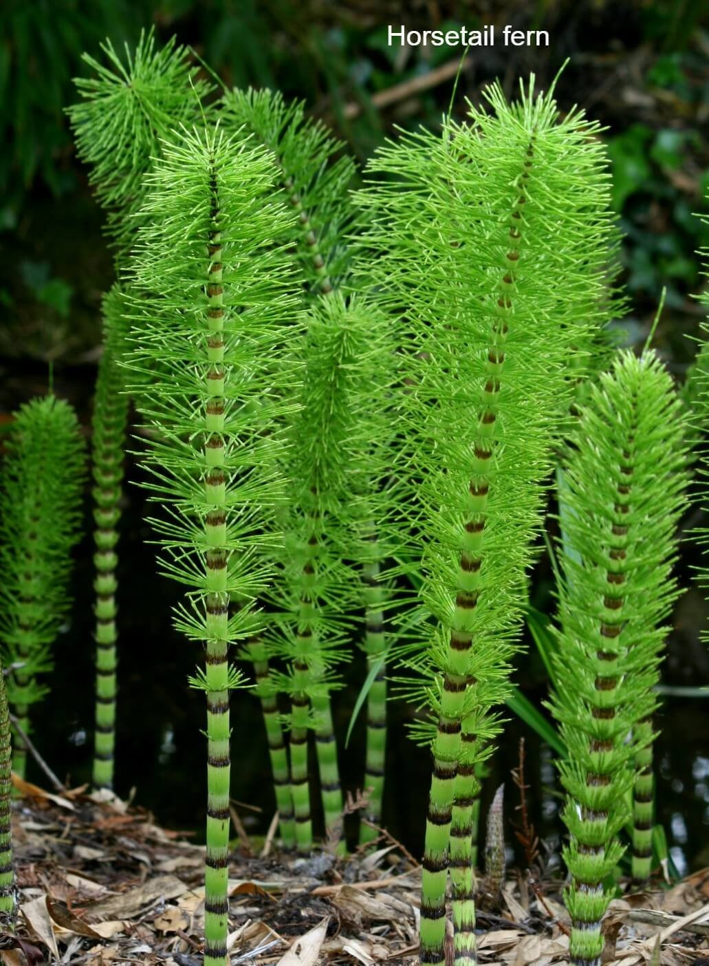 Horsetail fern (Equisetum):