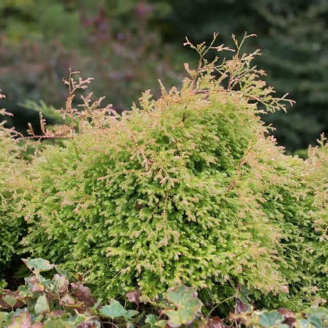 Fire Chief™ Thuja Shrub (Thuja occidentalis ‘Congabe’)