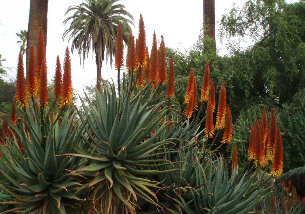 Aloe Principis