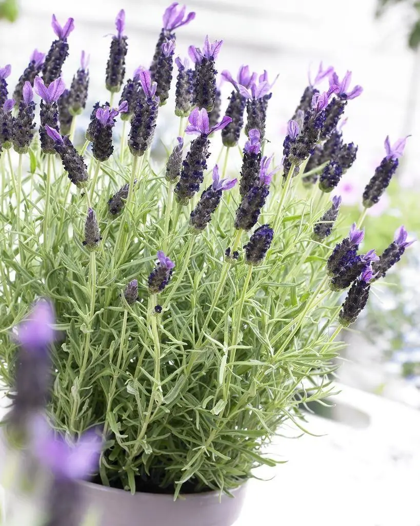 French Lavender