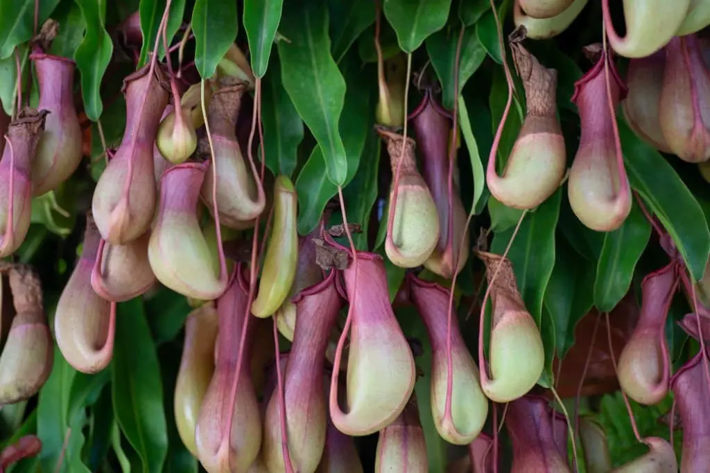 Monkey cups (Nepenthes).