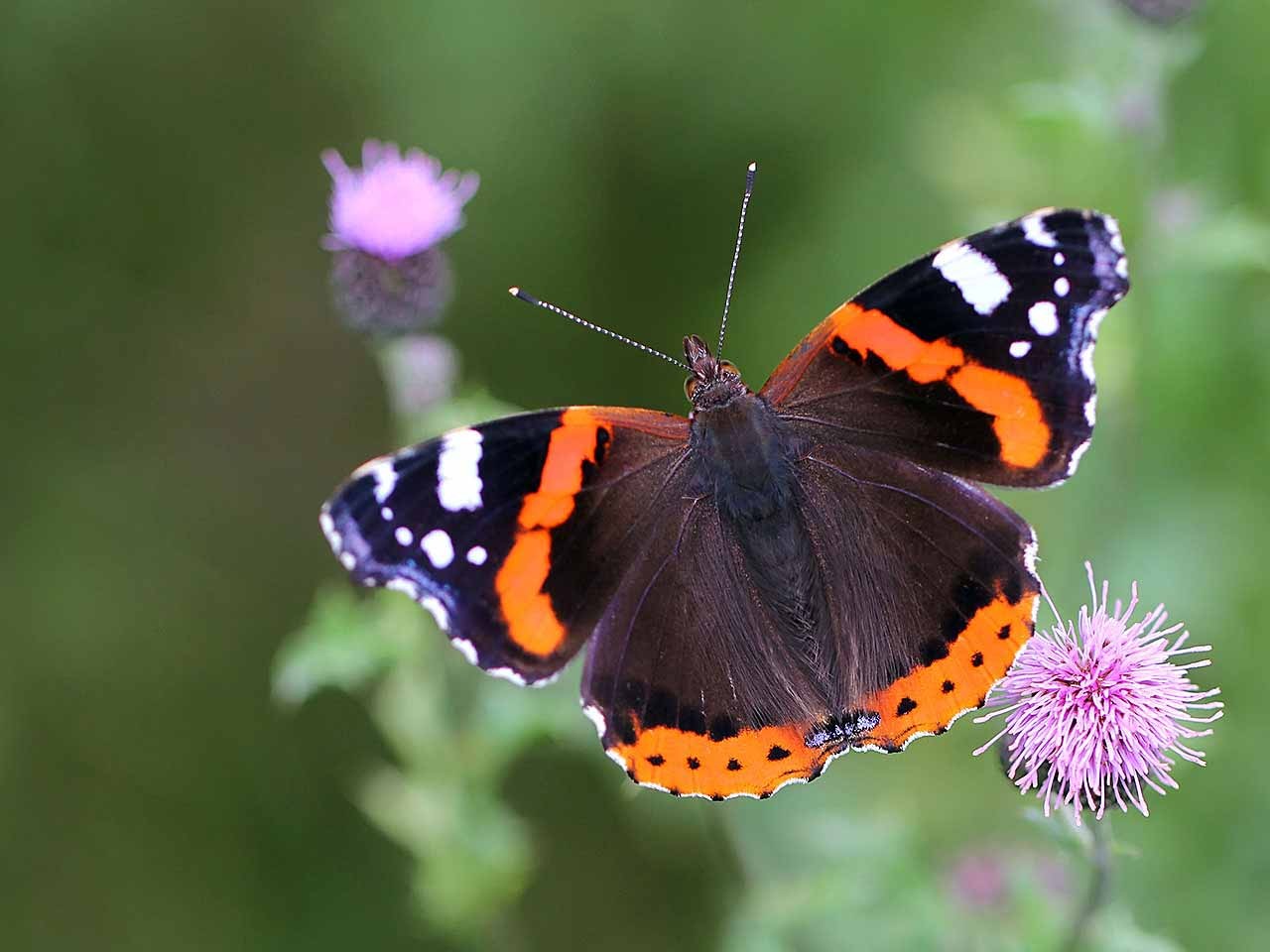 RED ADMIRAL