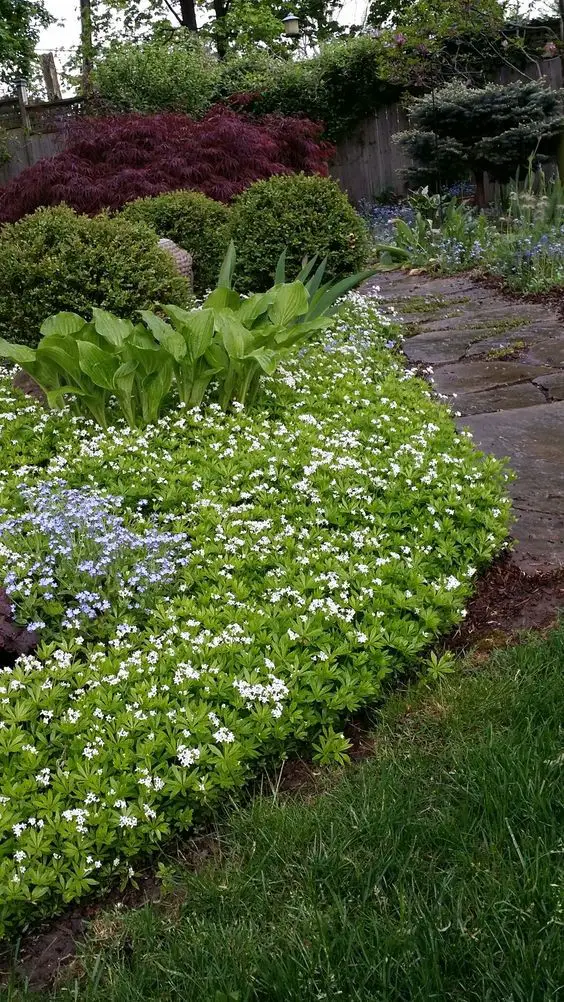 Yarrow