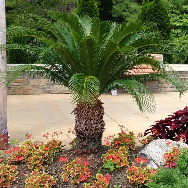 Sago Palms (Cycas revoluta).