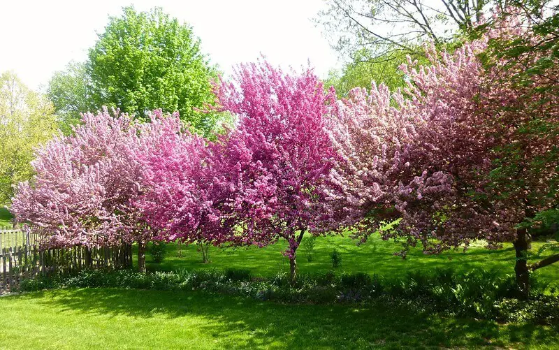 Crabapple trees