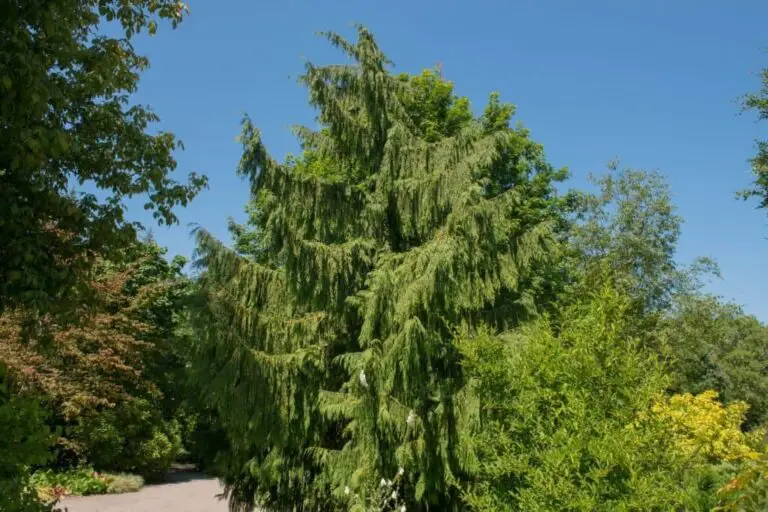 20 Different Types Of Conifer Trees: Pictures, Identification Tips, And More!