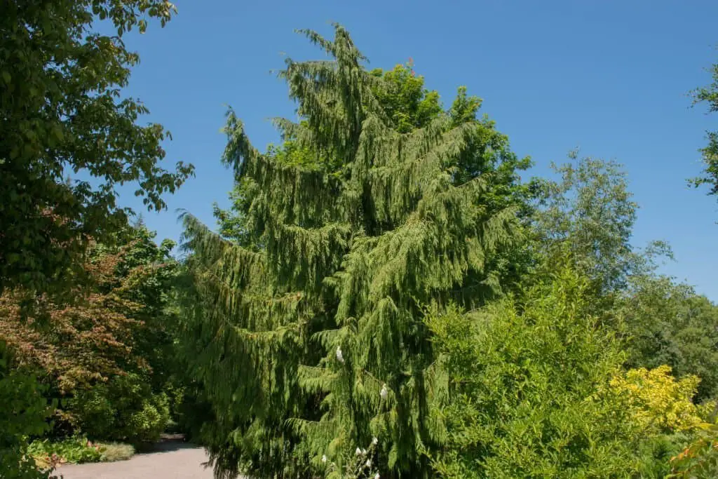 Alaska cedar (Cupressus nootkatensis).