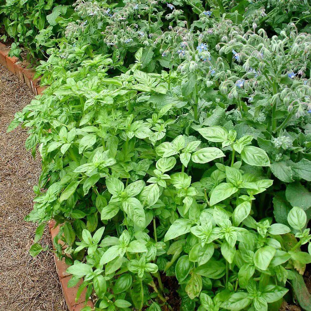 Basil (Ocimum)