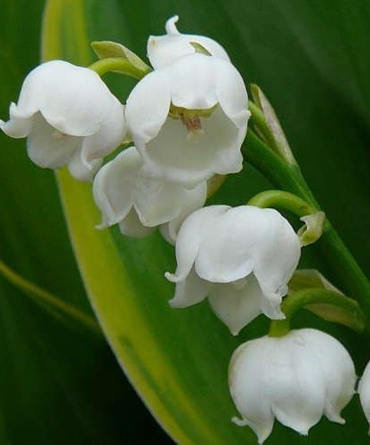 Convallaria majalis ‘Hardwick Hall’