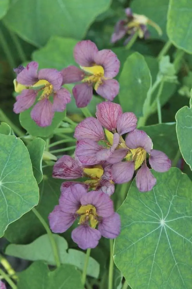 Climbing Nasturtium (Tropaeolum ‘Purple Emperor’).