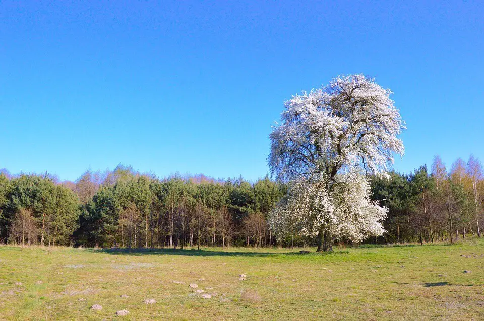 Pear trees