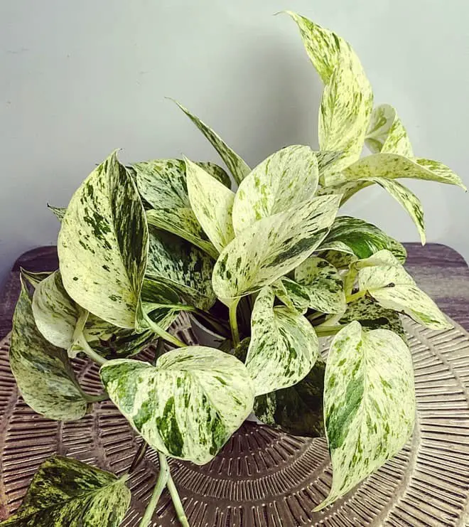 Marble Queen Pothos (Epipremnum aureum ‘Marble Queen’)