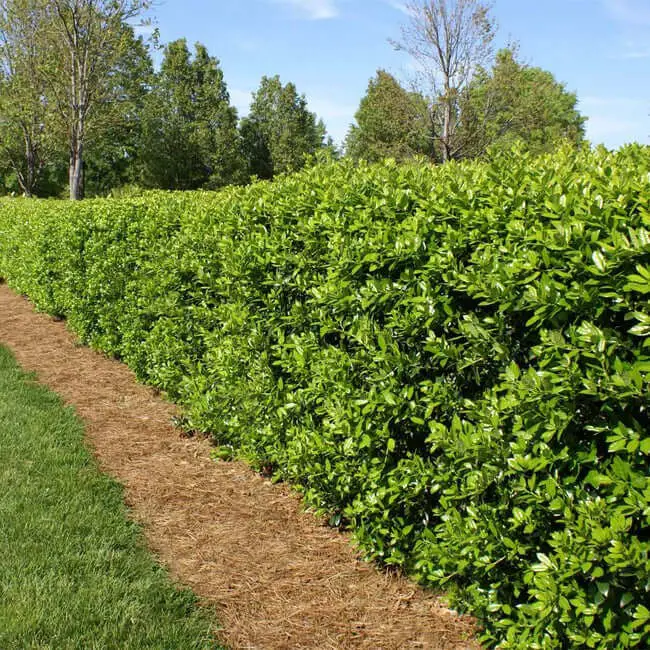 Dwarf Burford Holly Shrub (Ilex cornuta ‘Burfordii Nana’)