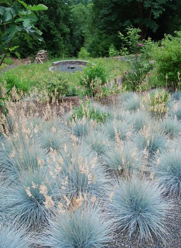 Ornamental Grasses