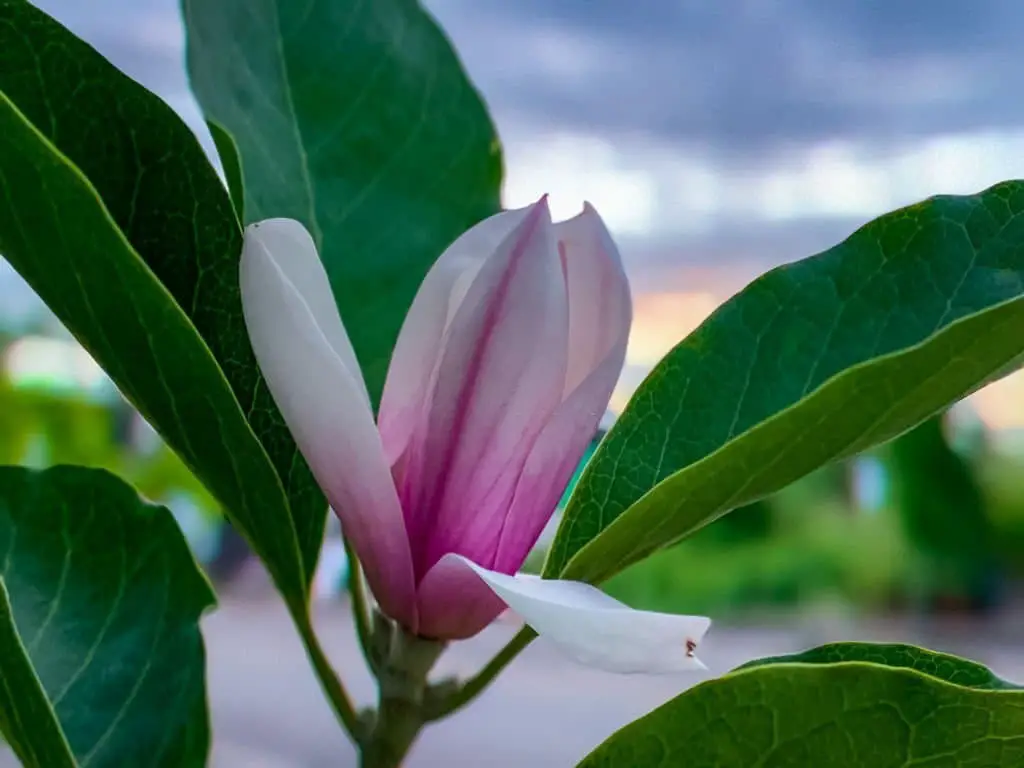 Japanese Magnolia (Magnolia × soulangeana).