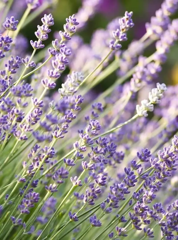 Munstead (Lavandula angustifolia ‘Munstead‘)