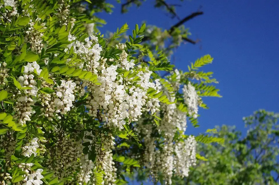 Locust trees