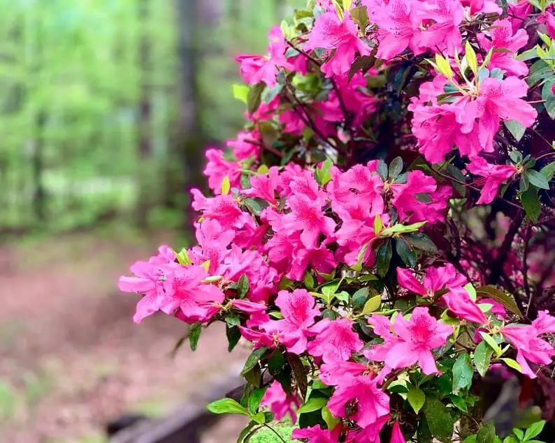 Formosa Azalea (Rhododendron Indicum ‘Formosa’)