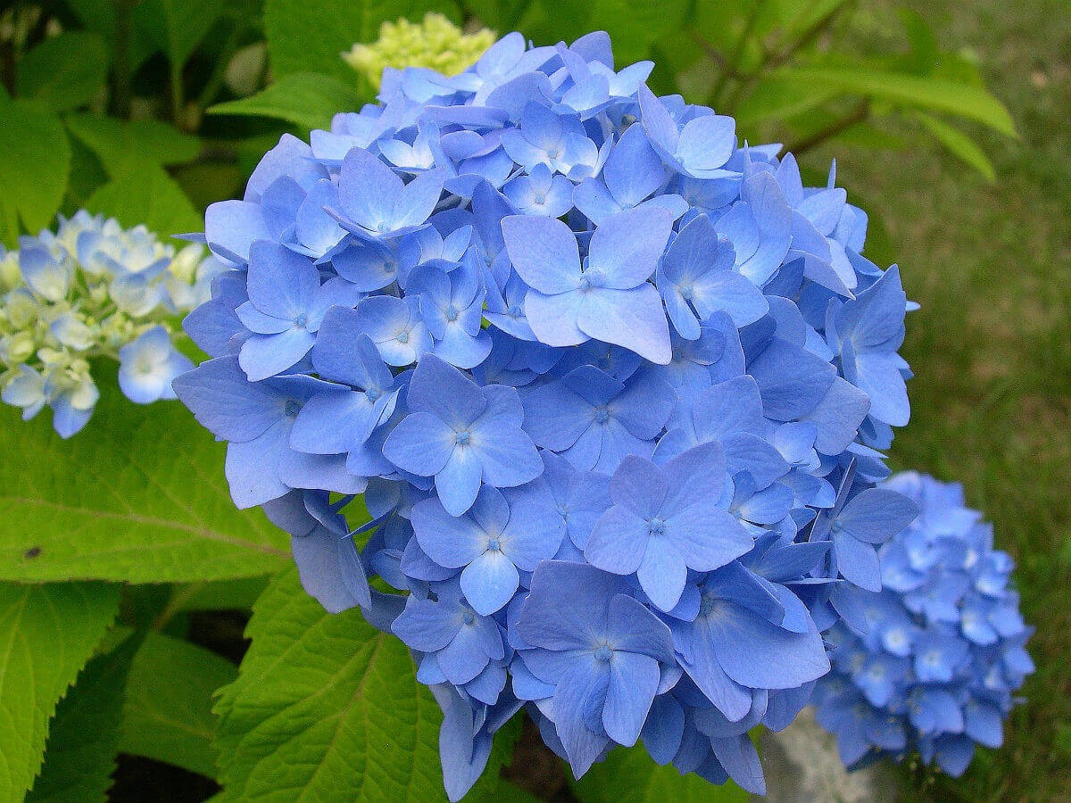 A Word About Hydrangeas