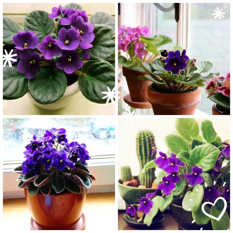 African Violets