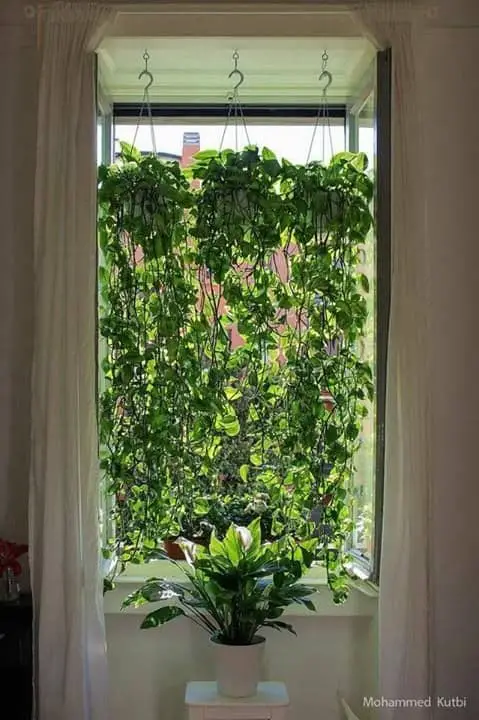 A Vines-Trailing-Curtain