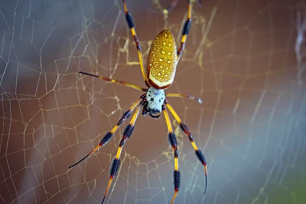 Golden Silk Spiders (Trichonephila clavipes)