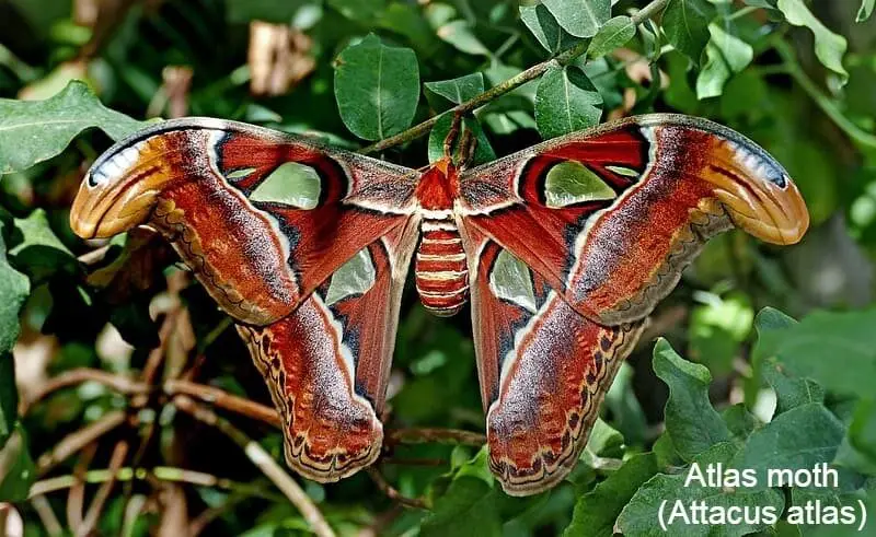 Atlas moth (Attacus atlas)