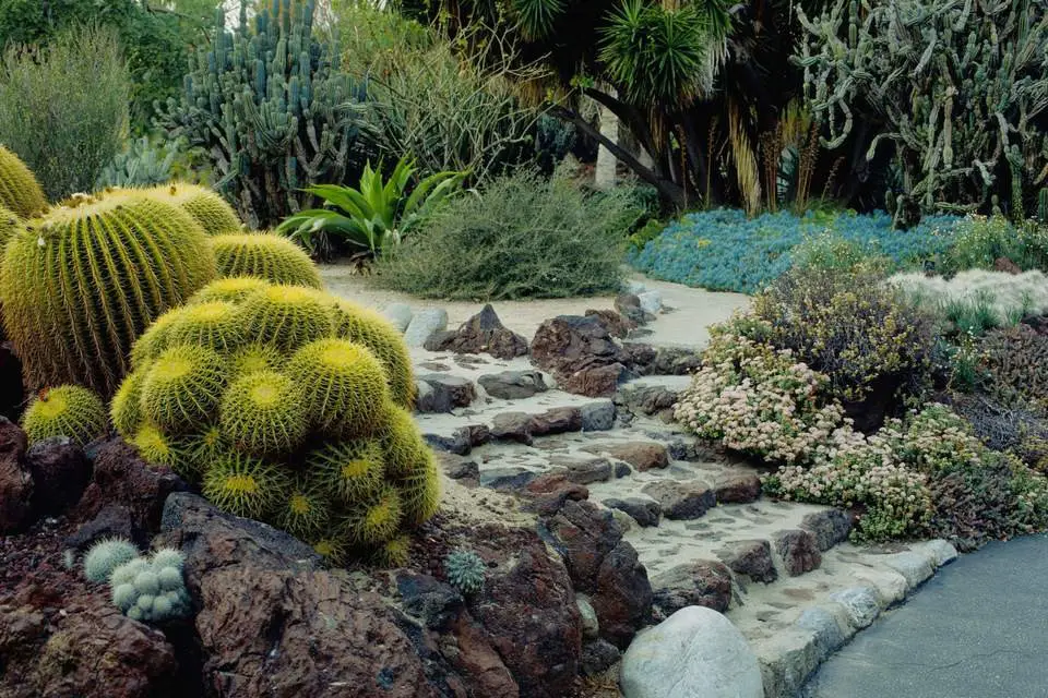 Cacti and succulents