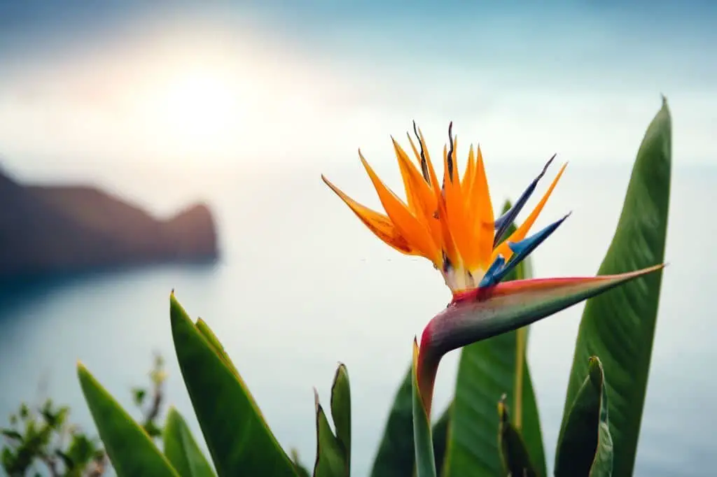 Bird of Paradise.