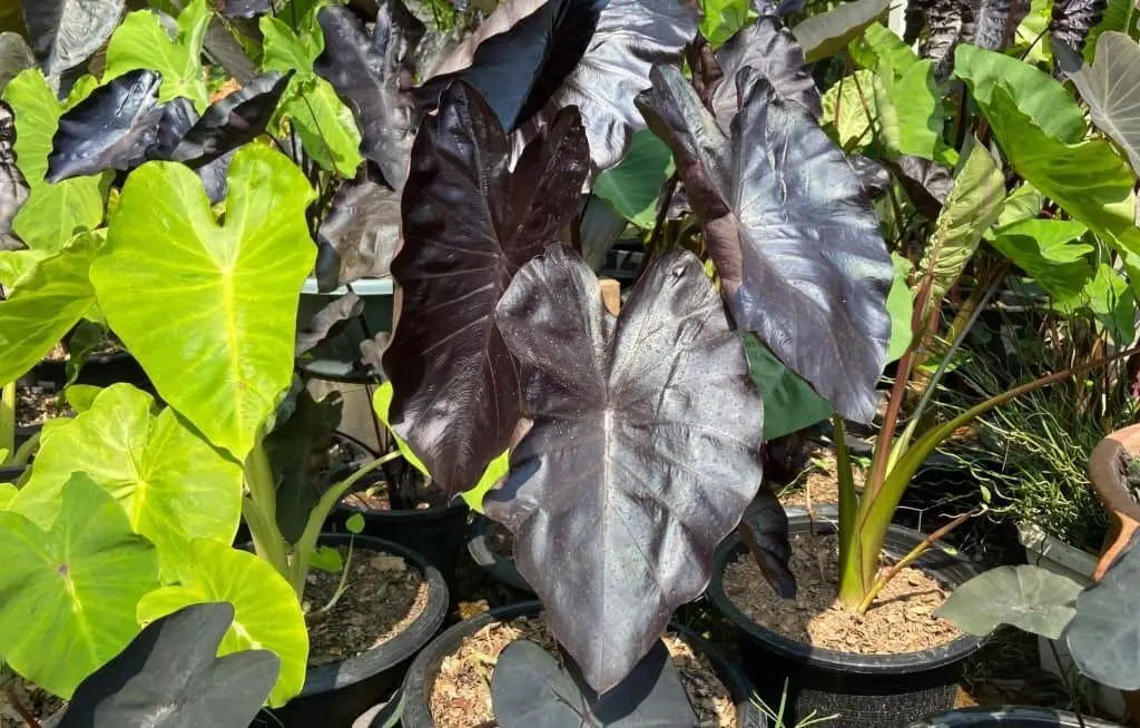 Black Elephant Ears (Colocasia Black Magic).