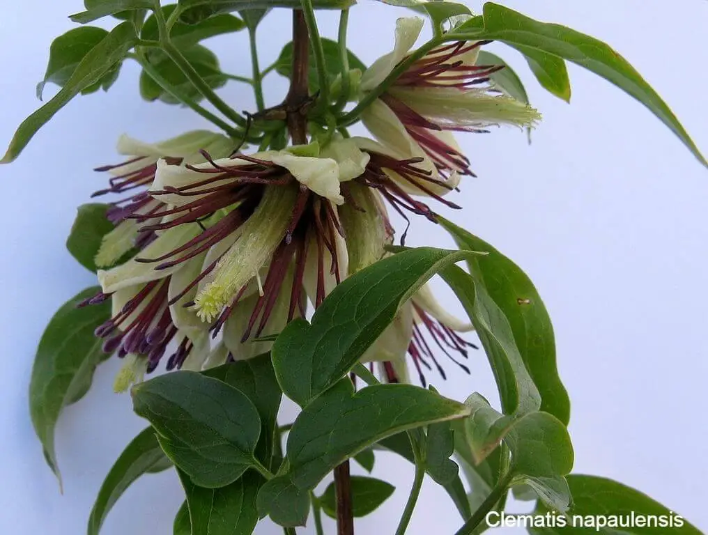 Winter Flowering Clematis