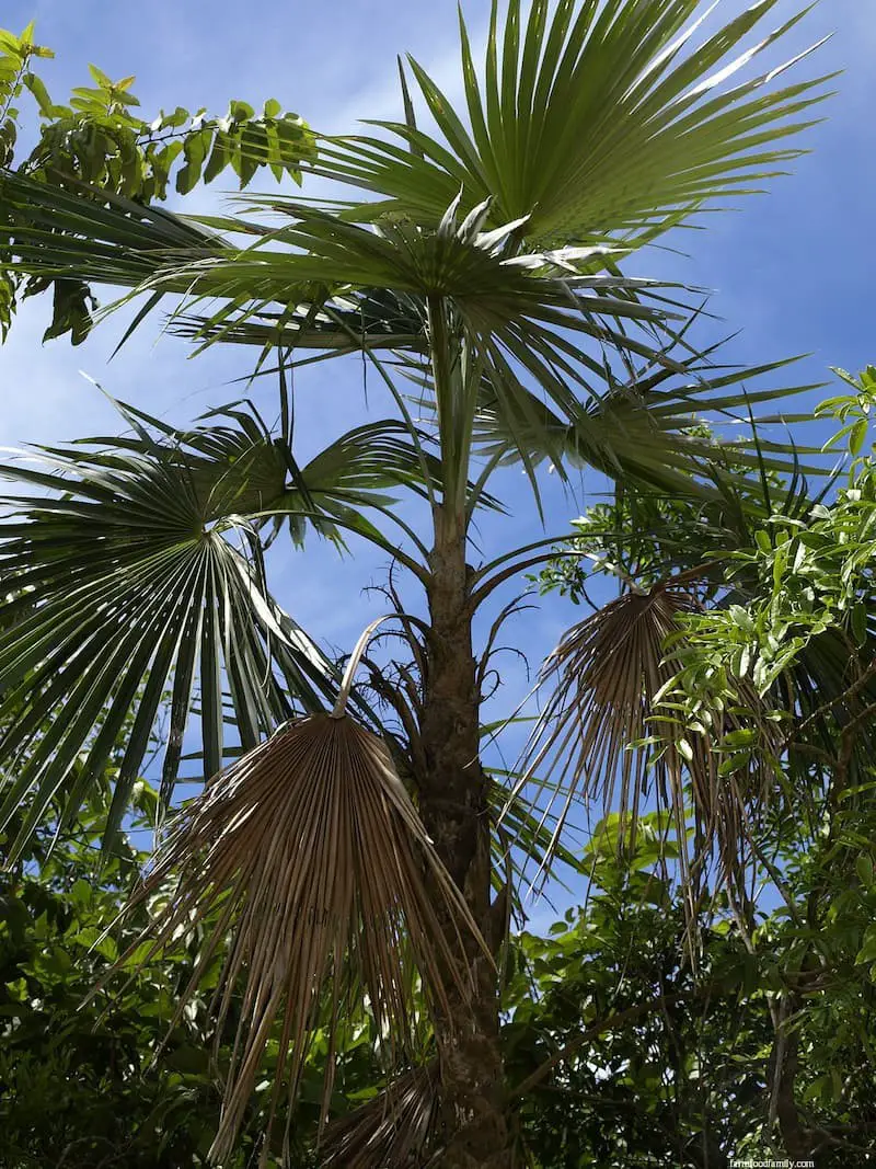 Florida Silver Palm (Coccothrinax argentata)