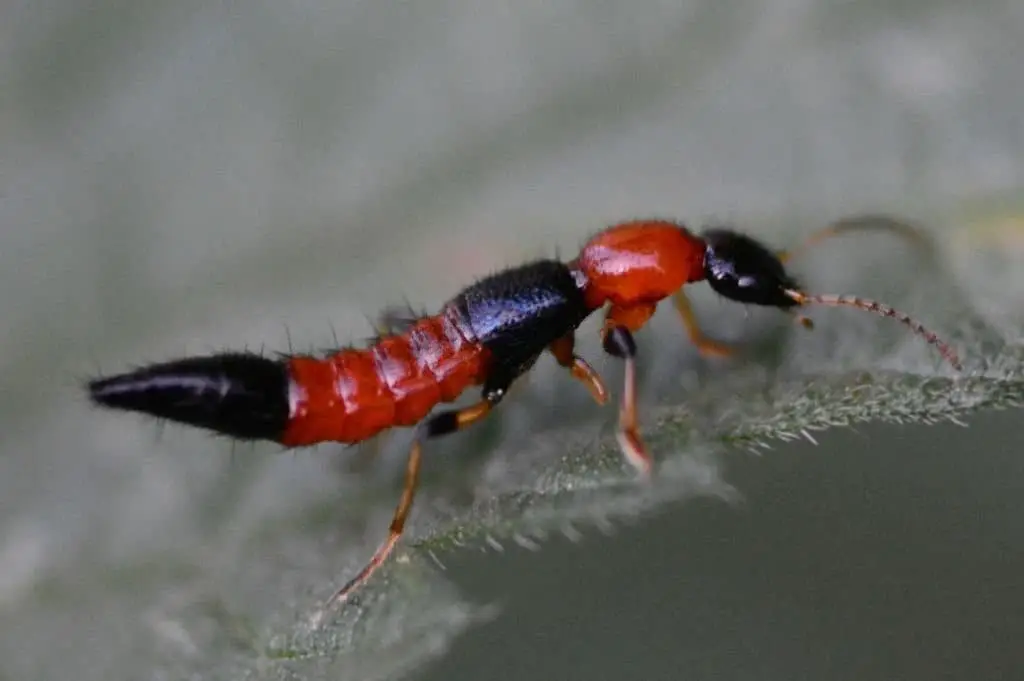 Rove Beetles.