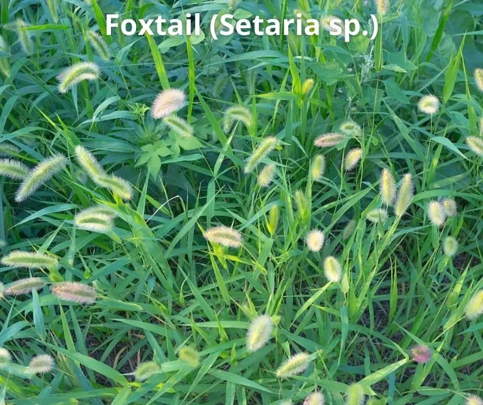 Foxtail (Setaria sp.)