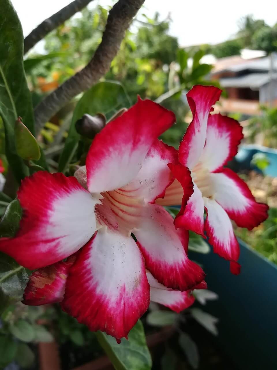 Desert Rose (Adenium obesum)