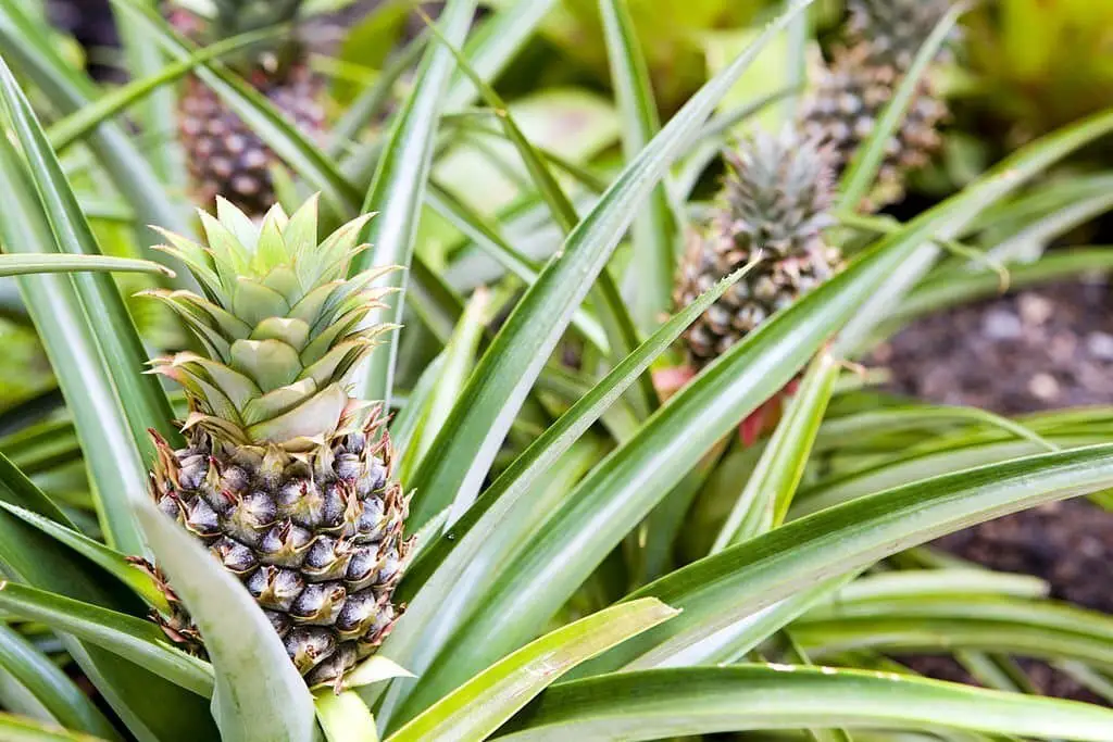 Pineapple plant.