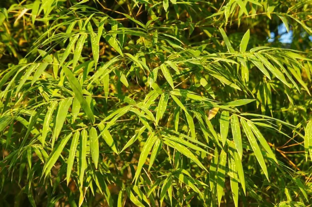 Japanese Arrow Bamboo (Pseudosasa japonica)