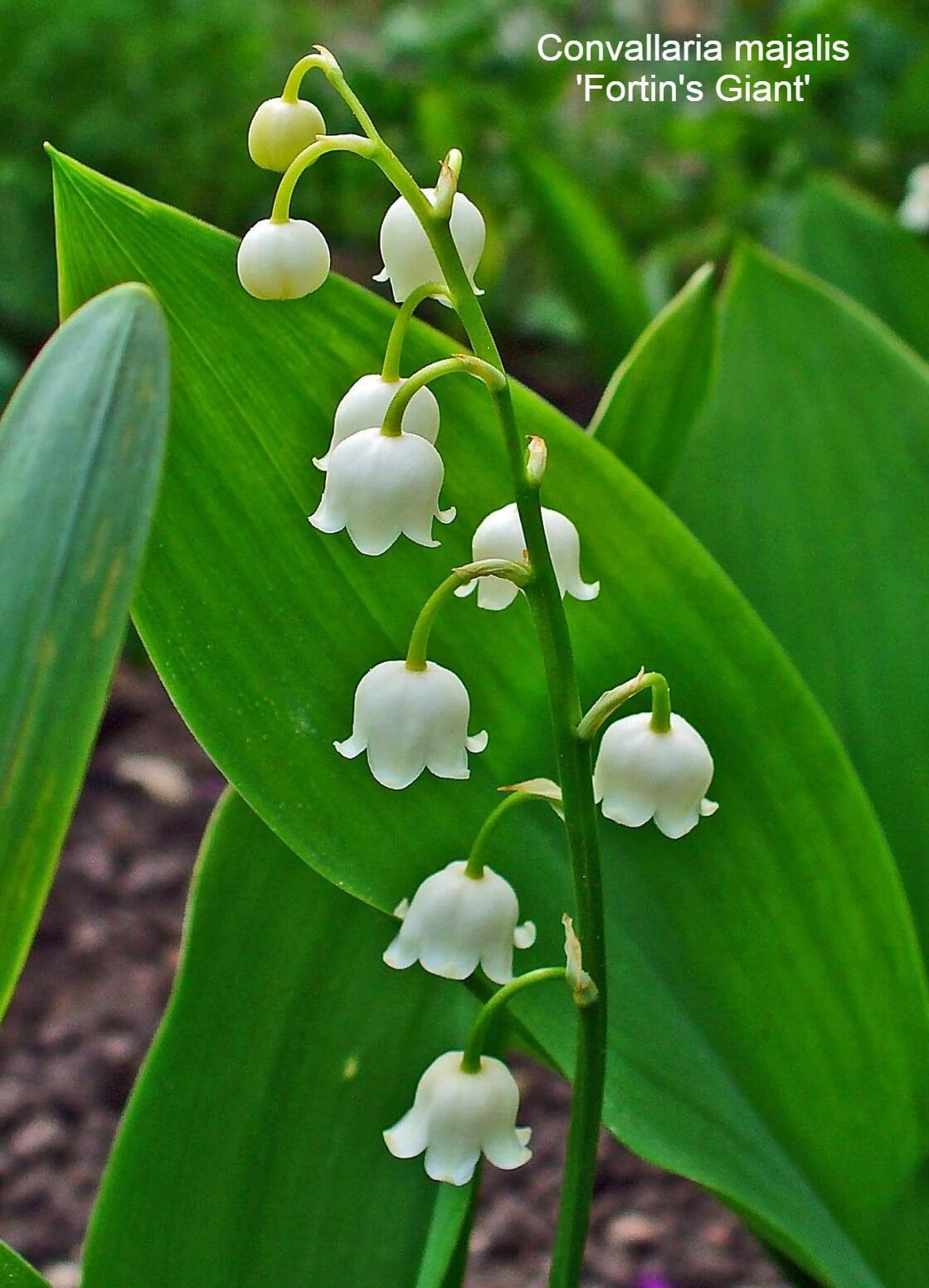 Convallaria majalis ‘Fortin’s Giant’