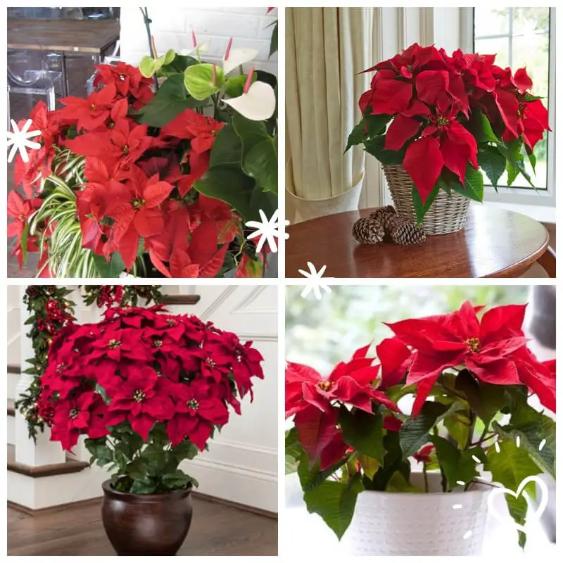 Poinsettia