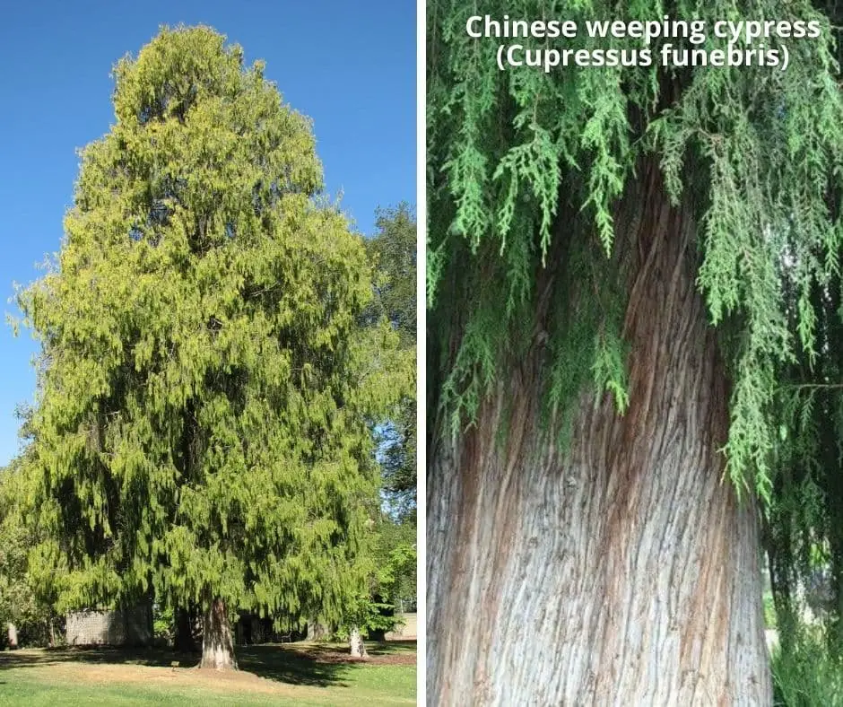 Chinese weeping cypress (Cupressus funebris)