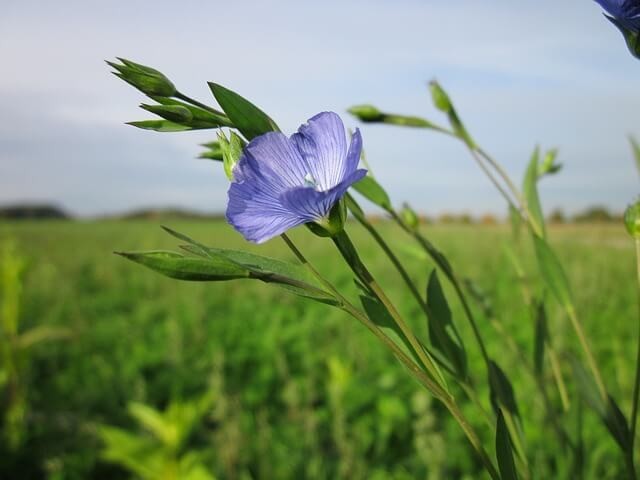 #6. Flax