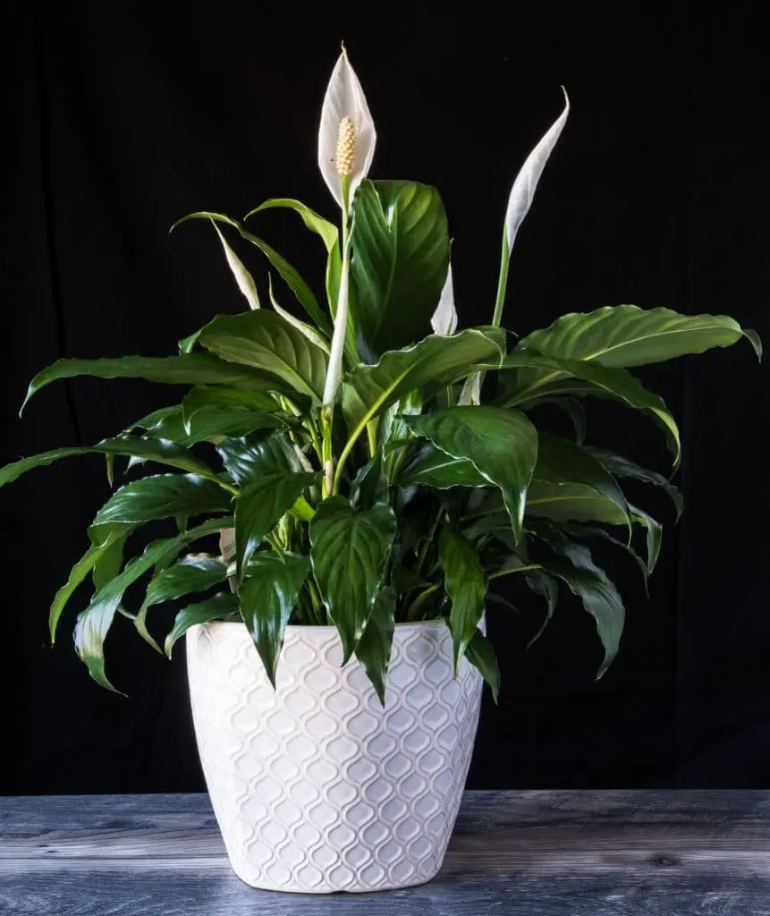 Peace lily